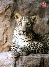 ������ ������� ��� �����